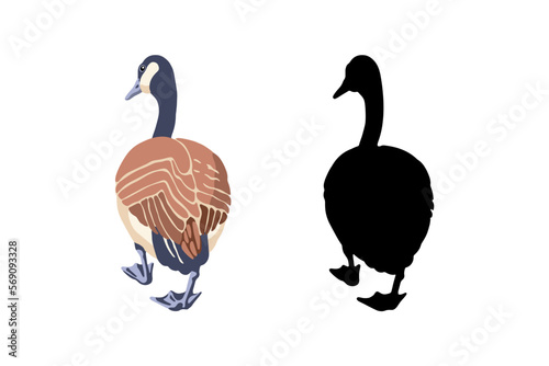 Canada geese. Set of the black silhouette and the color vintage style bird. Vector illustration on a white background.