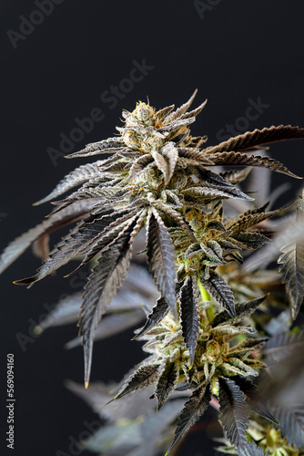 close up of flowering cola of cannabis strain Gelato 33