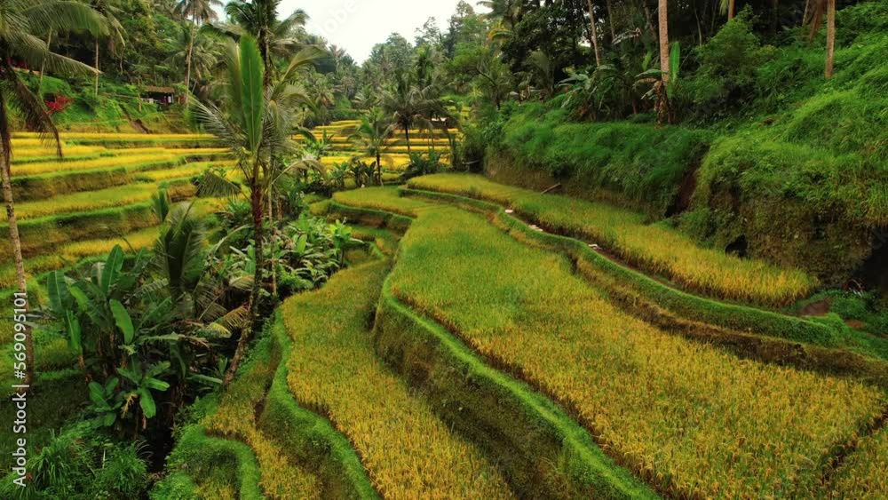 Tegalalang Rice Terrace Drone View Through Yellow Green Terraces, Ubud, Bali Tegalalang Rice Terrace Drone View Through Yellow Green Terraces, Ubud, Bali