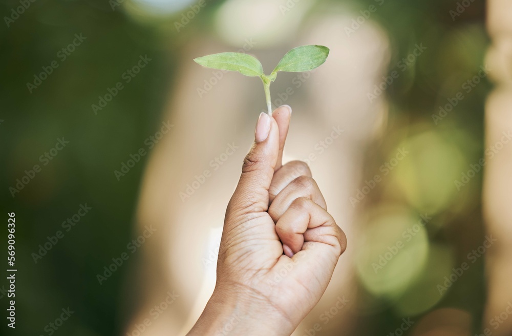 Black woman, hands or holding leaf sapling in agriculture, sustainability care or future growth planning in climate change hope. Zoom, farmer or green seedling plants in environment or nature garden Black woman, hands or holding leaf sapling in agriculture, sustainability care or future growth planning in climate change hope. Zoom, farmer or green seedling plants in environment or nature garden