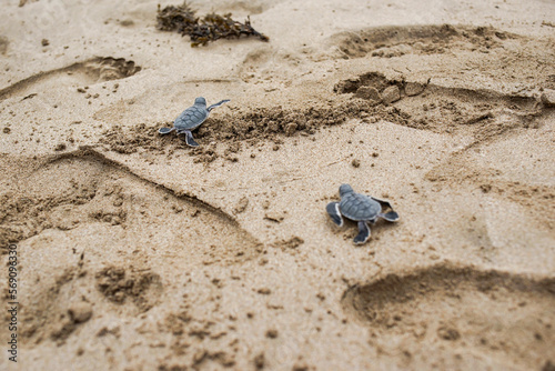 turtle conservation center Ujung Genteng Sukabumi Indonesia photo