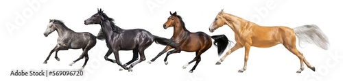 Palomino,black, bay, white horses collague run isolated photo