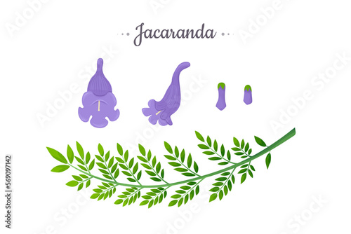 Jacaranda Mimosifolia tree. Flowers, buds and branch with leaves set
