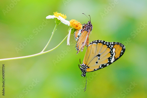 moments of butterflies mating on flowers, butterflies , butterfly,  © andri_priyadi