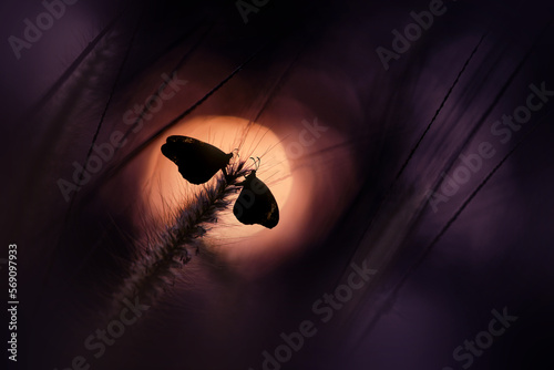 moments of butterflies mating on flowers, butterflies , butterfly, 