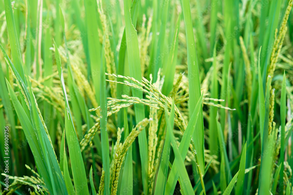 close up of rice when it turns yellow ready for harvest close up of rice when it turns yellow ready for harvest