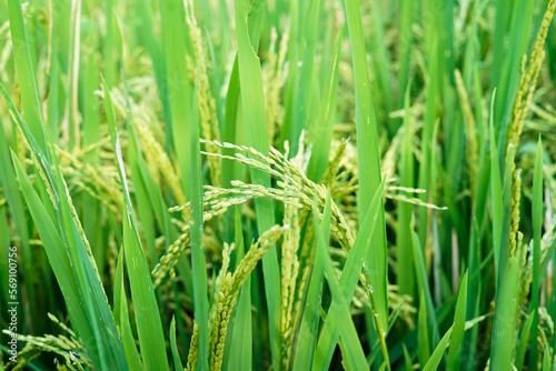 close up of rice when it turns yellow ready for harvest