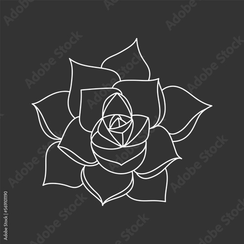 Succulent echeveria in doodle style, vector illustration. Desert flower for print and design. Outline mexican plant, graphic isolated element on chalk board background. Housplant for decor interior