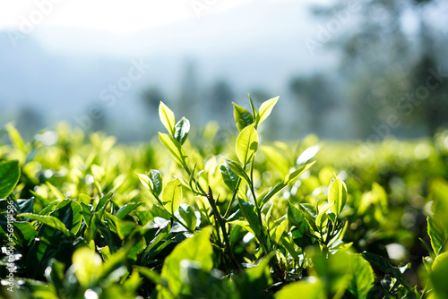 the atmosphere in the ciwidey tea garden in Bandung