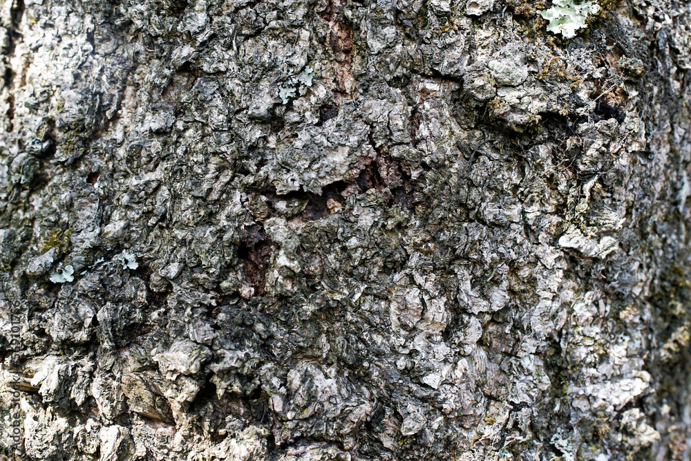closeup Embossed texture of the bark closeup Embossed texture of the bark