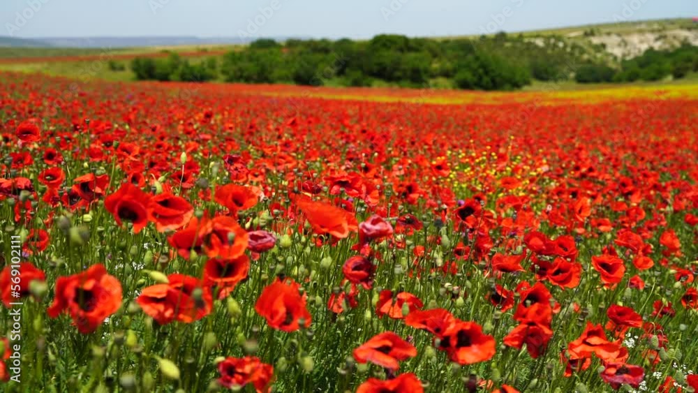 Slow motion. Field of wild poppies, beautiful summer rural landscape. Fresh green meadow with bright red flowers, sunny day. Slow motion. Field of wild poppies, beautiful summer rural landscape. Fresh green meadow with bright red flowers, sunny day.