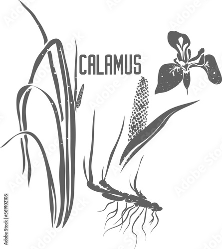 Calamus flower, fruit and root vector silhouette. Sweet flag medicinal herbal outline. Acorus calamus silhouette illustration for pharmaceuticals and cooking. Calami rhizomata outlines.