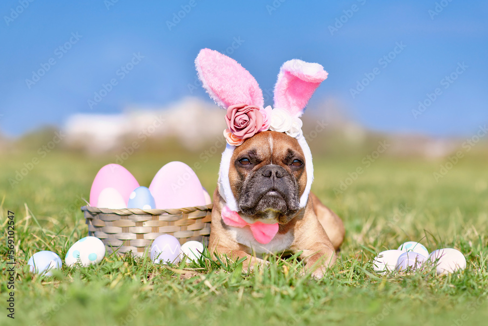 Easter French Bulldog dog with rabbit costume ears next to easter eggs ...