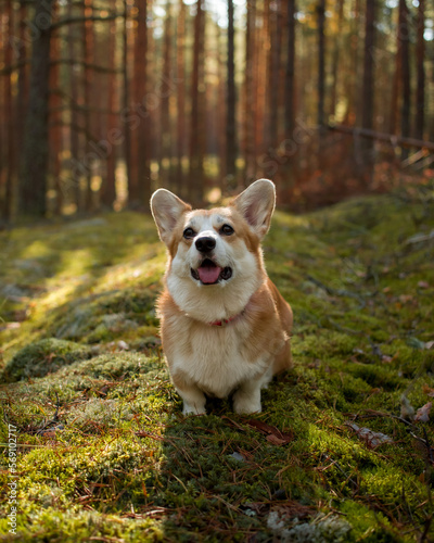 Corgi photo