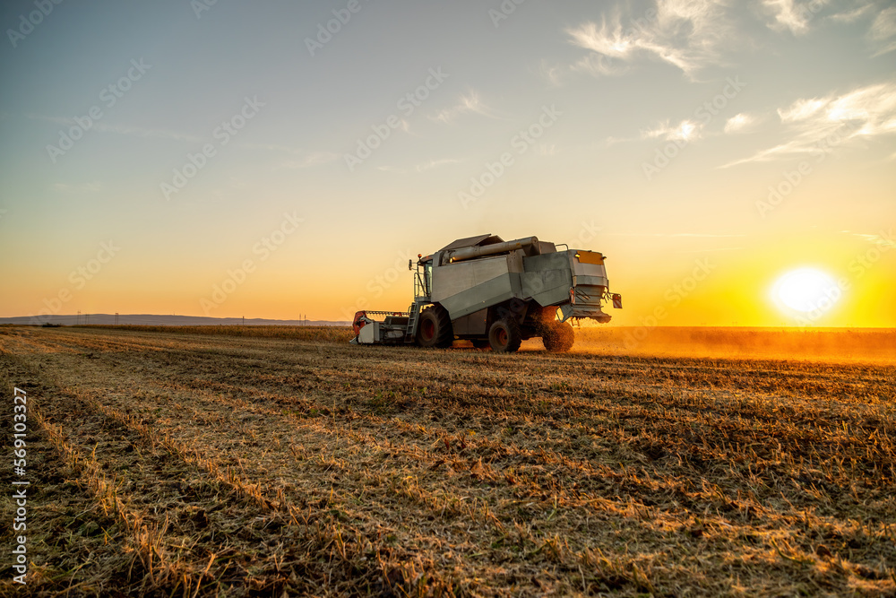 Harvest time, a farmer in a combine harvester at work in a soybean agricultural farm field Harvest time, a farmer in a combine harvester at work in a soybean agricultural farm field