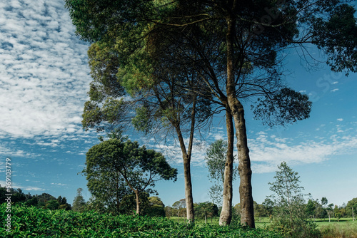 morning atmosphere on the expanse of tea plantations photo