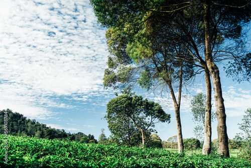 morning atmosphere on the expanse of tea plantations photo