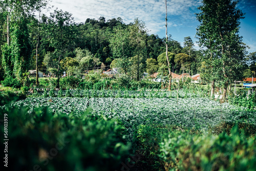 morning atmosphere on the expanse of tea plantations photo