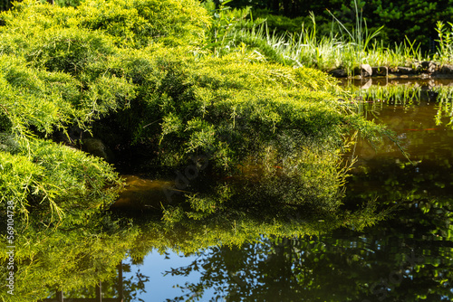 Juniperus pfitzeriana or Juniperus media Old Gold. Young green-yellow-tipped twigs of Juniperus pfitzeriana above water surface of  beautiful garden pond. Selective focus. Nature concept for design.