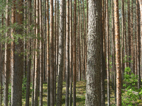 Pine trees and fir trees in the forest close up. Coniferous forest landscape in sunny day. Nature reserve. Evergreen Pine tree forest in sunlight.