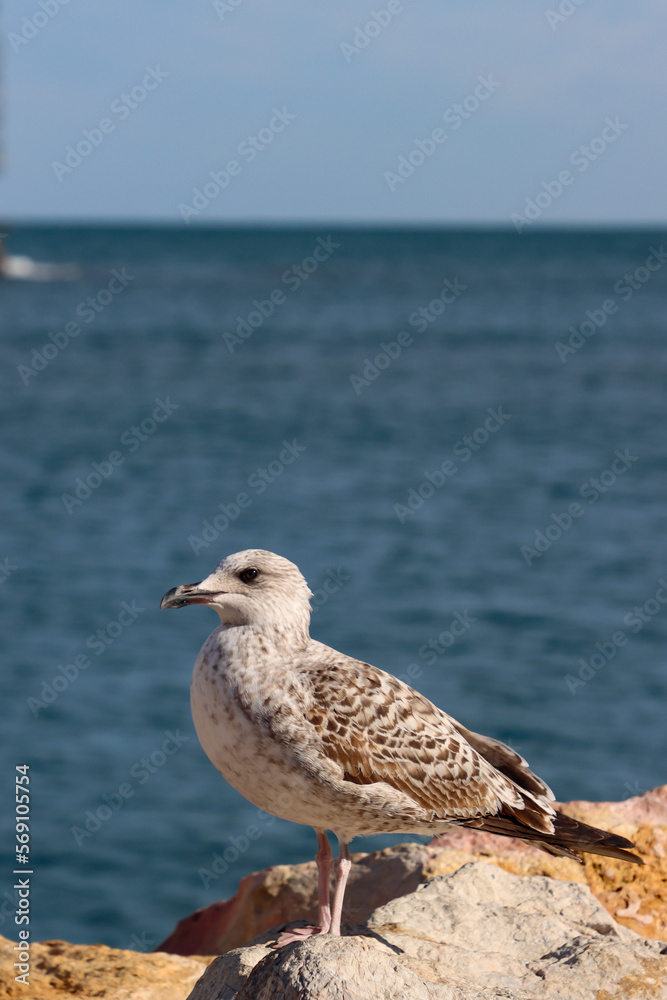 Seagull over sea and blue sky. Collioure, France.