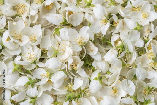 Close up jasmine flowers on the plain surface © caiquame