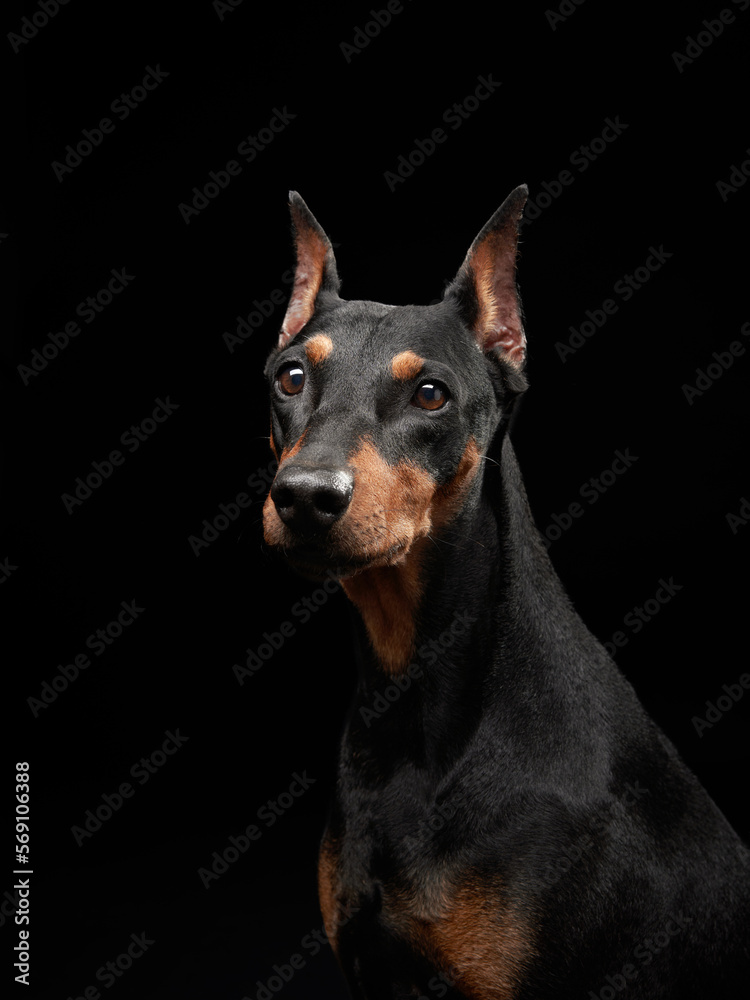 Standard pinscher on a black background. Portrait of a dog in the studio. beautiful pet