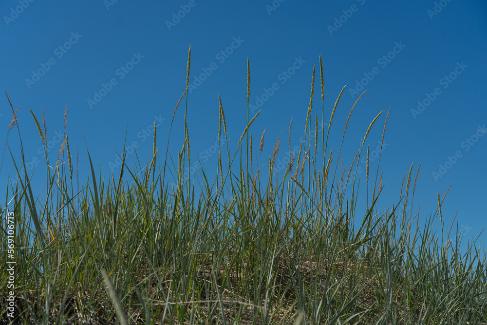 Green grass against a blue sky. The concept of pure nature. Natural background. Space for text.