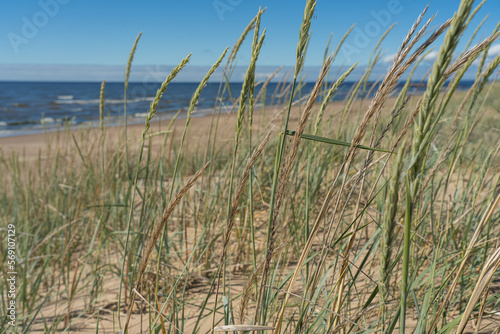 Close-up of tall grass on a sandy beach on a summer day. Blue sky. Natural background.