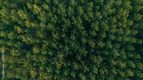 Canvastavla Top view aerial shot of green cottonwood forest landscape from drone pov in summ