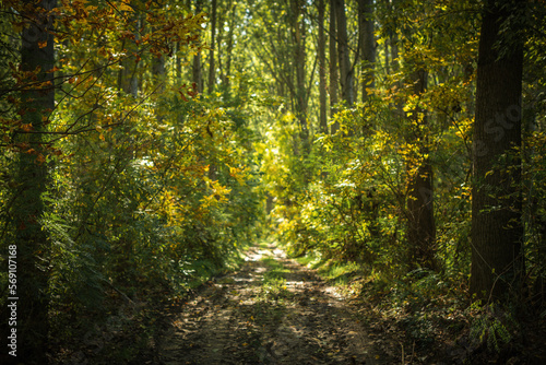 Dirt path way through poplar tree woodland in summer morning