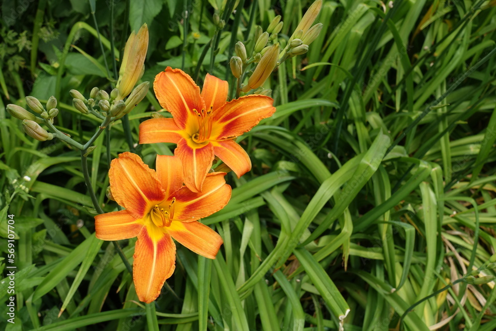 Pair of orange flowers of Hemerocallis fulva in mid June Pair of orange flowers of Hemerocallis fulva in mid June