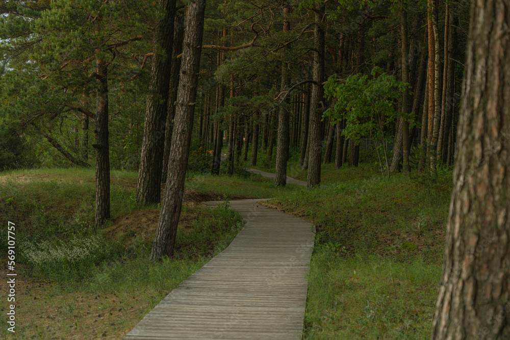 Fototapeta premium A road made of wooden planks in the forest. Pine forest.