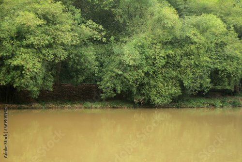 A group of bamboo trees beside cloudy river on a sunny day photo
