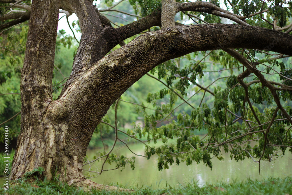 Bending tree branches on the lake gardens Bending tree branches on the lake gardens