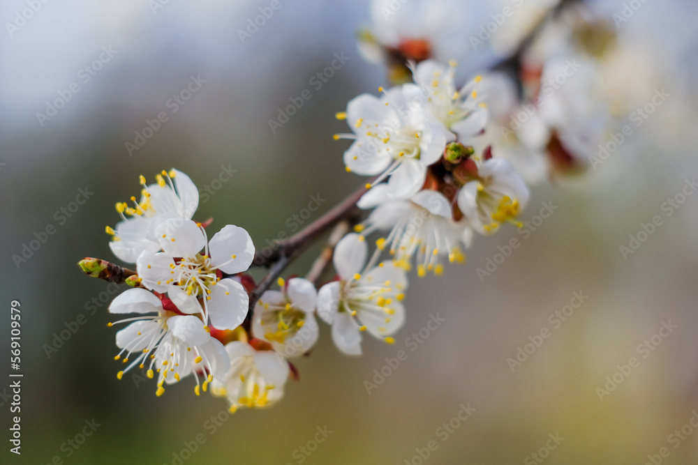 A young cherry tree in the garden blossomed in the spring A young cherry tree in the garden blossomed in the spring