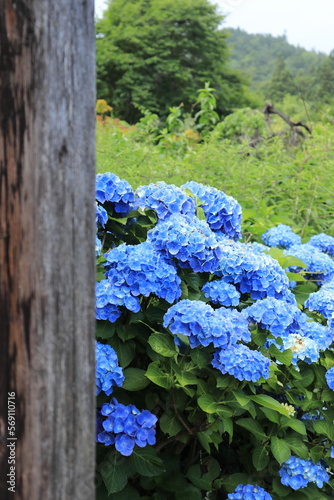 山門に咲くアジサイ photo