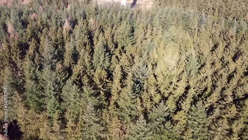 Vast aerial view of a dense evergreen forest, showcasing the pristine beauty of nature from above