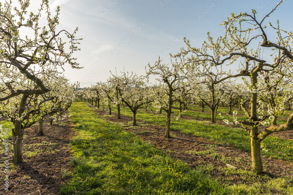 Blooming fruit trees in orchard near Kressbronn am Bodensee, Baden-Wuerttemberg, Germany