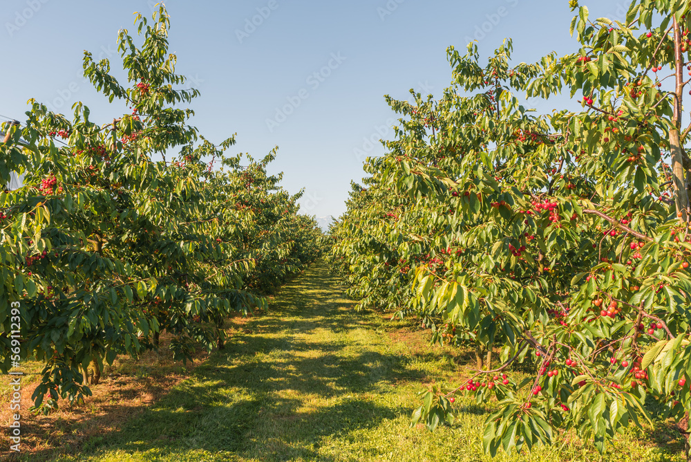 Cherry orchard, rows of trees with ripe, sweet cherries, Kressbronn, Lake Constance, Baden-Wuerttemberg, Germany Cherry orchard, rows of trees with ripe, sweet cherries, Kressbronn, Lake Constance, Baden-Wuerttemberg, Germany