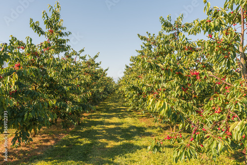 Cherry orchard, rows of trees with ripe, sweet cherries, Kressbronn, Lake Constance, Baden-Wuerttemberg, Germany