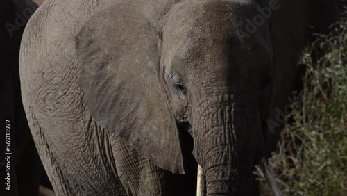 Juveline African elephant in Samburu National Reserve, Kenya photo