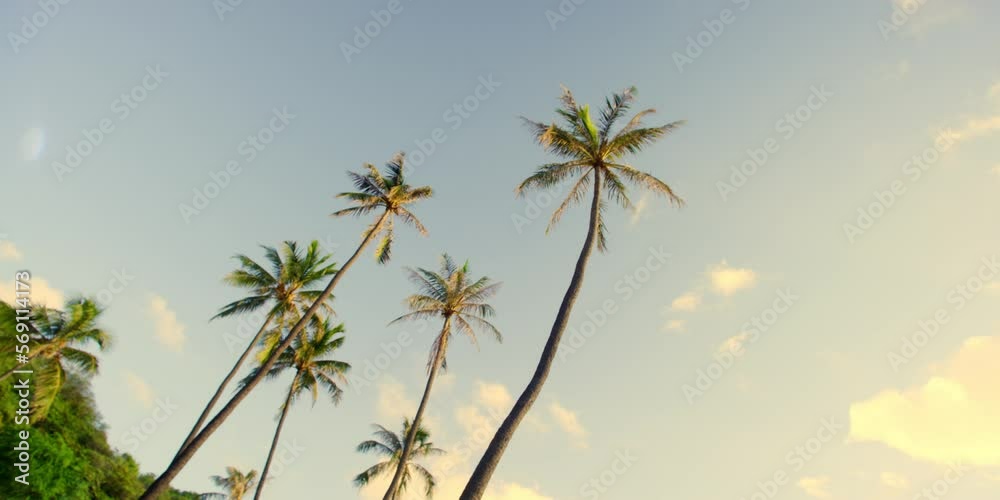 High Angle View Panning Soaring Palm Trees Against A Warm Blue Sky (Shot On Red) - Oahu, Hawaii High Angle View Panning Soaring Palm Trees Against A Warm Blue Sky (Shot On Red) - Oahu, Hawaii