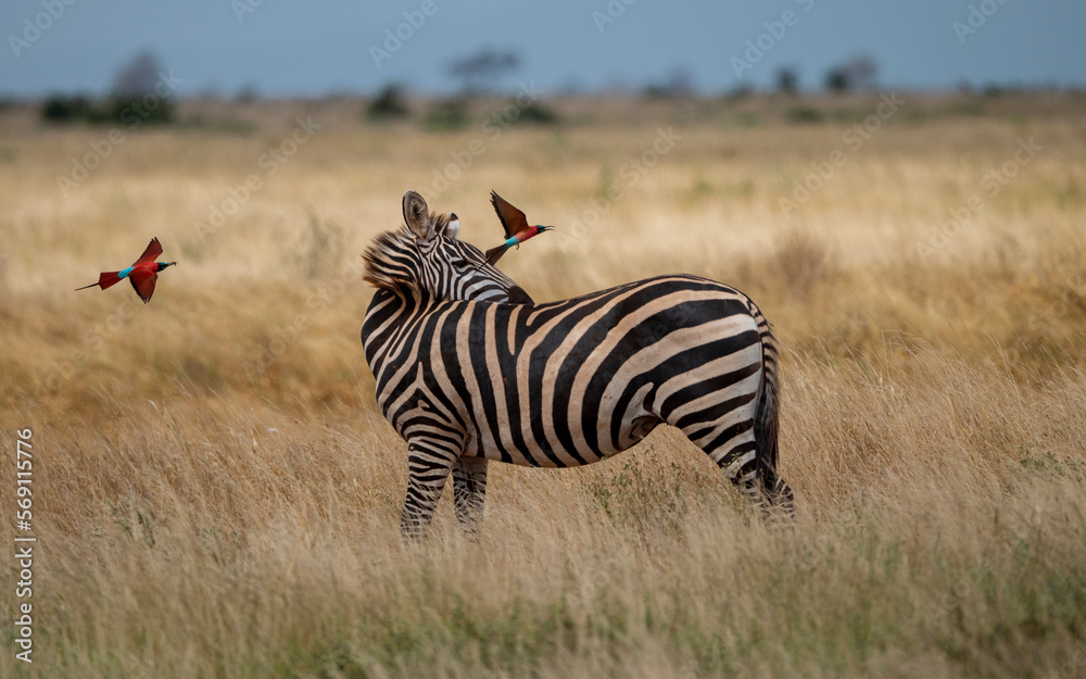Obraz premium Kenya - Zebra in African grasslands