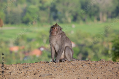 Portrait of monkey (Macaca fascicularis) next to the road in Bali