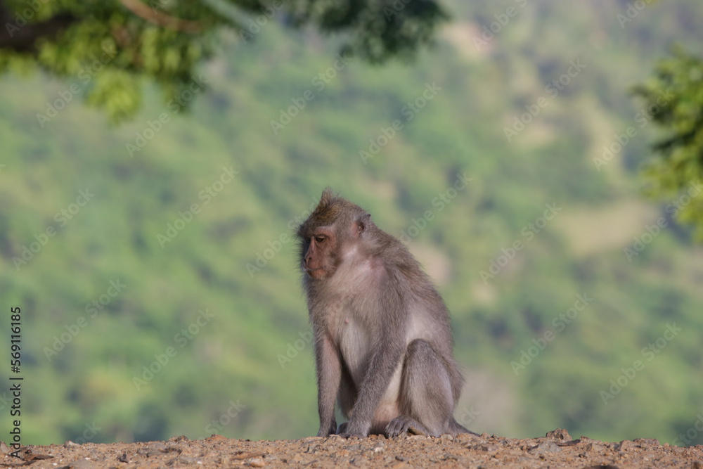 Fototapeta premium Portrait of monkey (Macaca fascicularis) next to the road in Bali