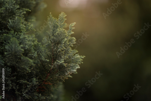 Close up of thuja branch on a green background