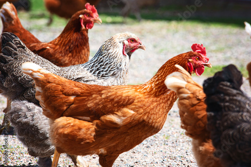 Close up of chickens in barnyard.