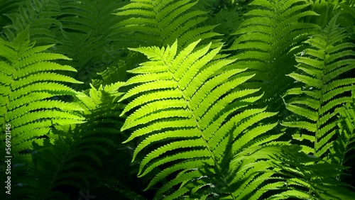 Bushes of green fern with sunlight in wild forest in Asia 