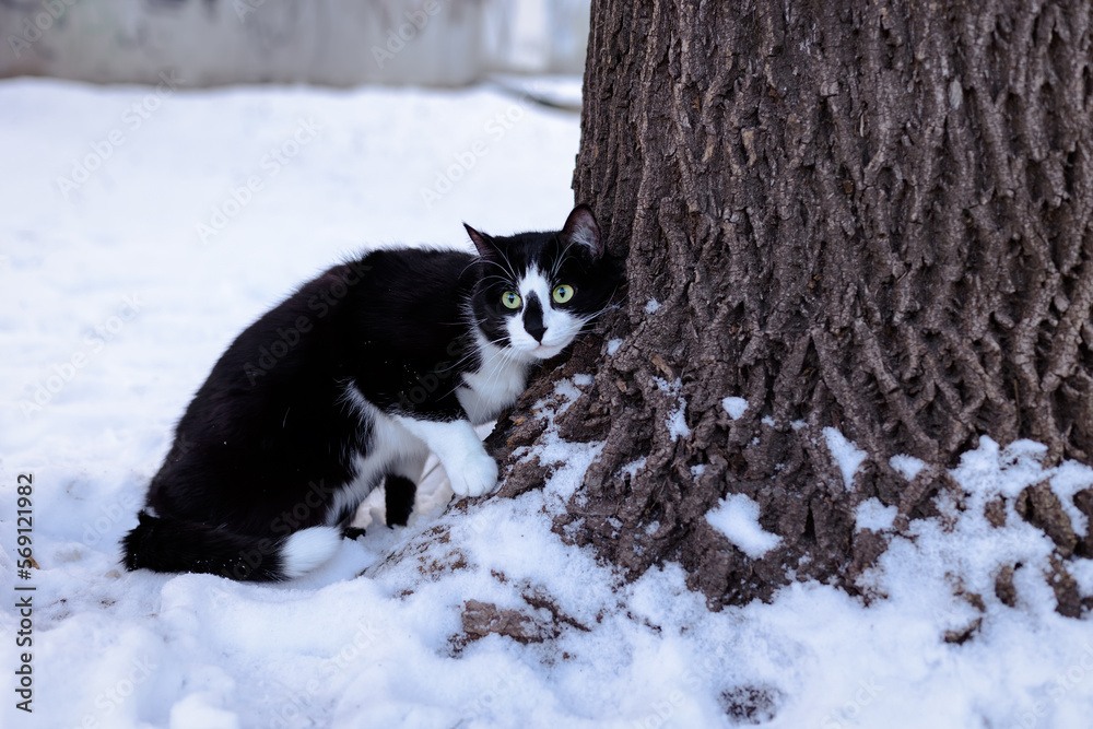 Black and white cat sits on the snow near the tree